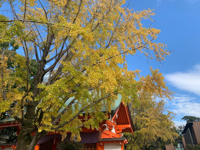 【千葉県市川市】東京のお隣、市川市で気軽に紅葉が楽しめる名所3選