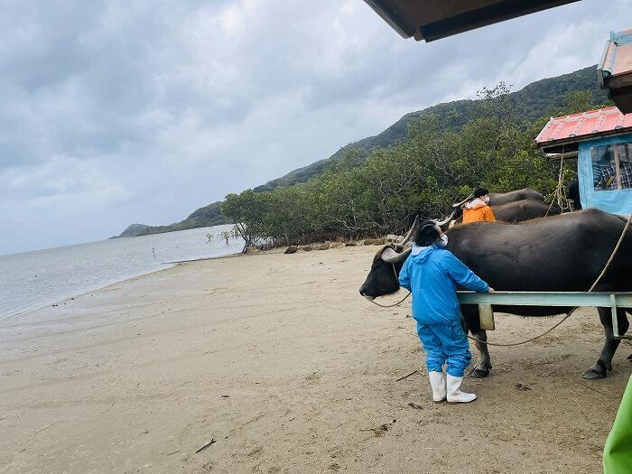 由布島「水牛に乗って島渡り!?由布島を水牛に揺られて散策しよう!!」