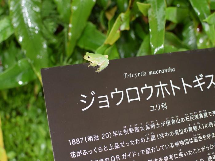 2023年朝ドラ決定！天才植物学者、牧野富太郎を知るなら牧野植物園（高知）へ