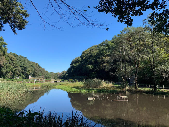 【千葉県市川市】東京のお隣、市川市で気軽に紅葉が楽しめる名所3選