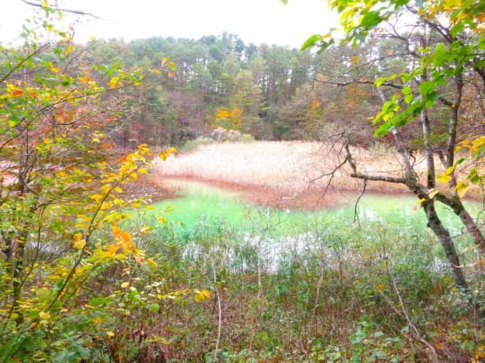 「五色沼湖沼群」散策のススメ！ 福島県裏磐梯の神秘の地を完全攻略