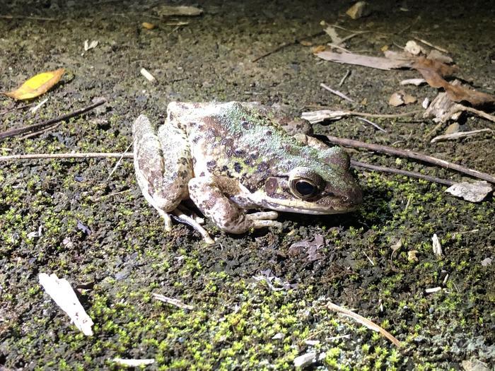 絶滅危惧種アマミノクロウサギを一目この目で見てみたい！ナイトウォーク体験記