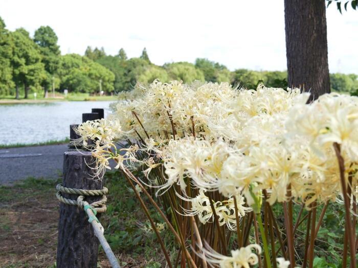 【東京】毎月楽しめる！都内最大の水郷公園「水元公園」の12か月