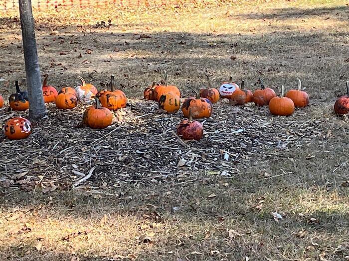 ハロウィンシーズンのアメリカは町中にかぼちゃがいっぱい！