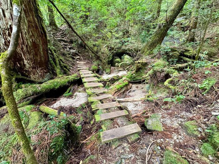 【鹿児島】ヤクスギランドは誰でも気軽に行ける自然植物園