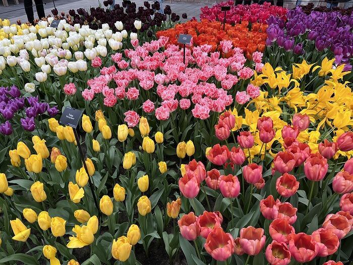 4月にオランダにチューリップを見に行こう!