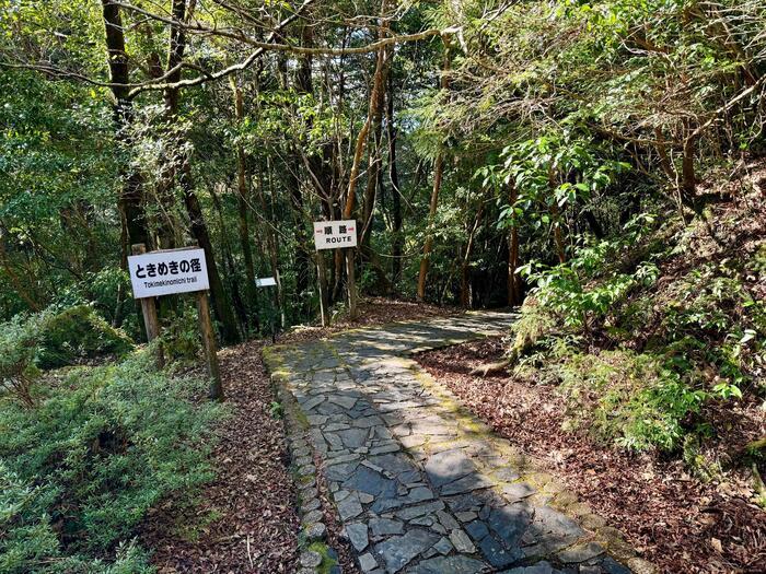 【鹿児島】ヤクスギランドは誰でも気軽に行ける自然植物園