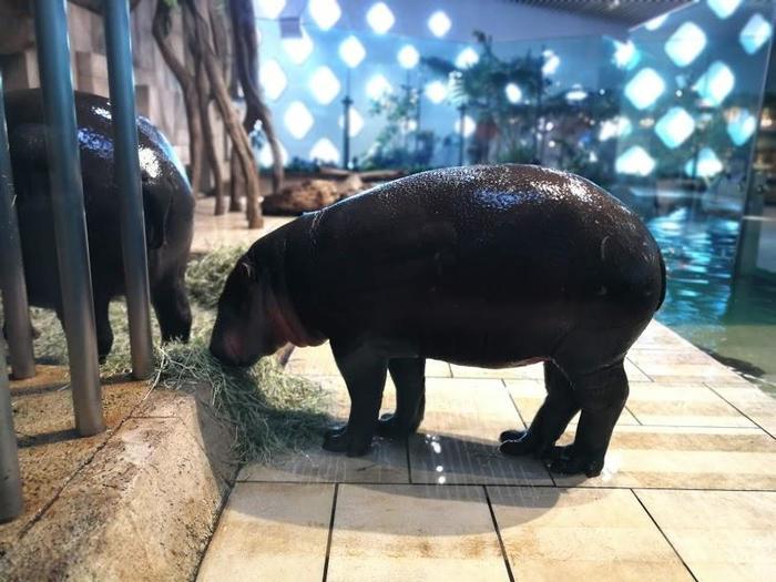 【大阪府／吹田市】水族館や動物園が融合した観光スポット・ニフレルを徹底解説！