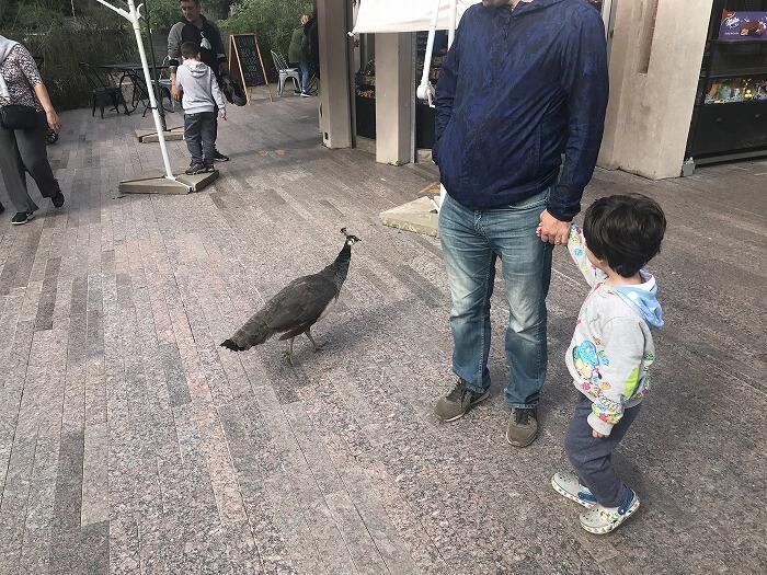 秋の親子散策!街中にある動物園?エコパルケへ