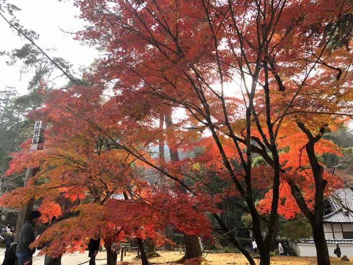 紅葉に食べられそう...秋の京都「南禅寺」と「永観堂」は素晴らしかった！