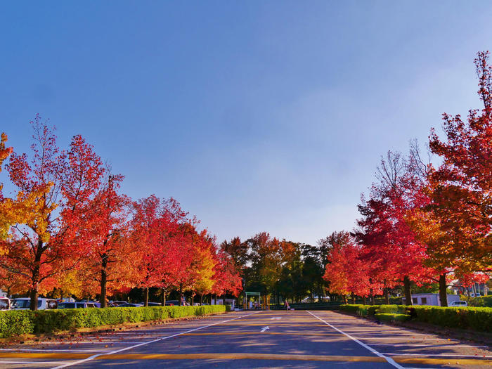 劇的な紅色に染まる葉と花、空。 晩秋・初冬は葛飾区水元公園に行こう！