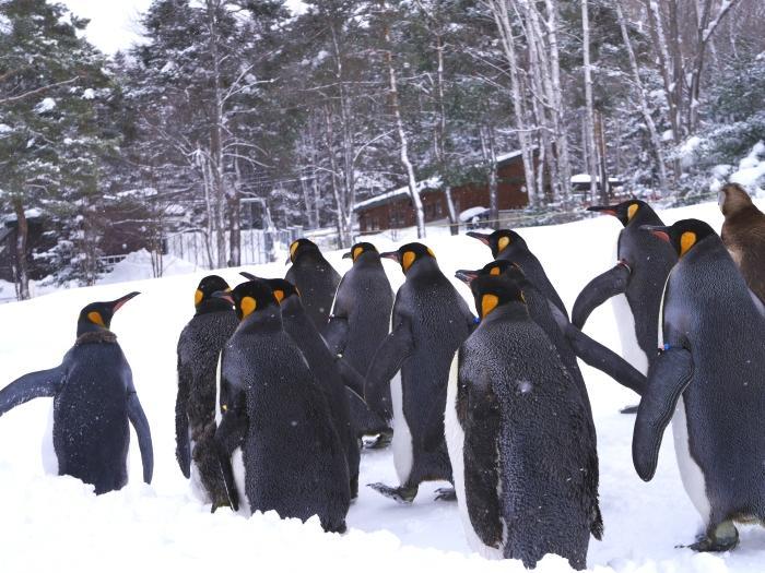 【北海道】冬季目玉イベント「雪の中のペンギンの散歩」！旭山動物園で銀世界の動物たちを楽しもう！