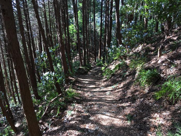 【埼玉・飯能】顔振(かあぶり)峠:義経伝説と渋沢平九郎の悲劇の舞台