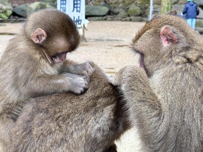 【大分】おサルさんの聖地でこんにちは！高崎山自然動物園