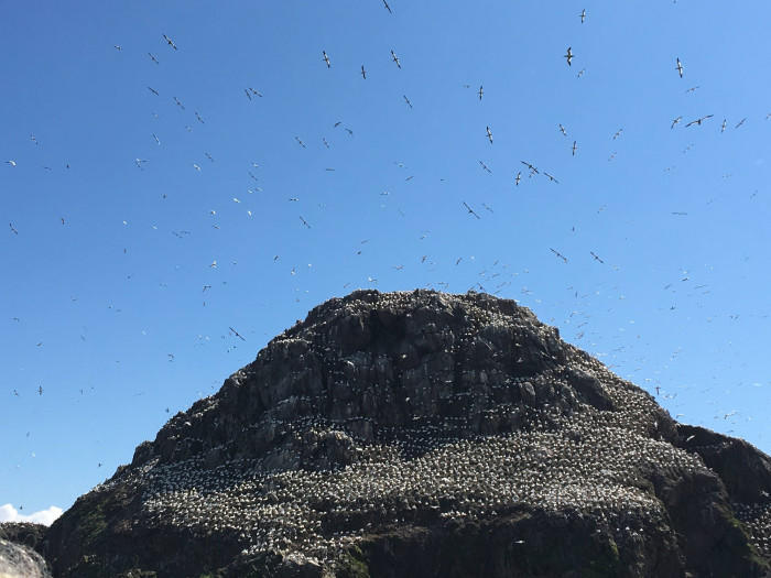 【フランス】大自然の神秘！バラ色の巨石海岸と海鳥の王国