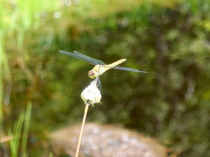 ニッコウキスゲなどカラフルな花々が湿原を彩る夏（7月）の尾瀬