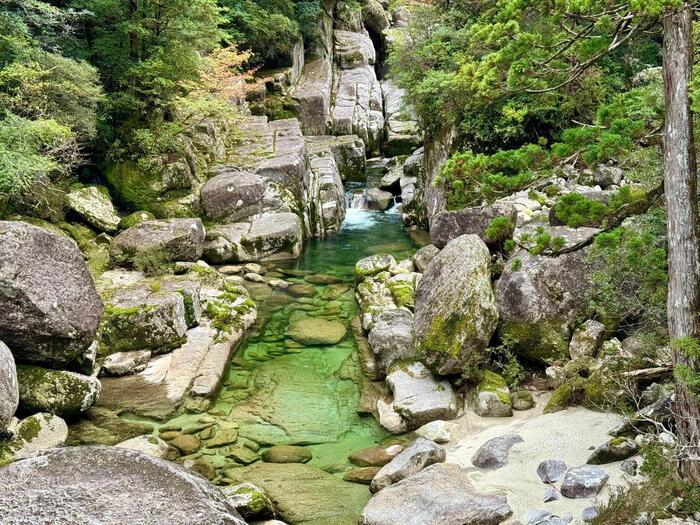 【鹿児島】ヤクスギランドは誰でも気軽に行ける自然植物園