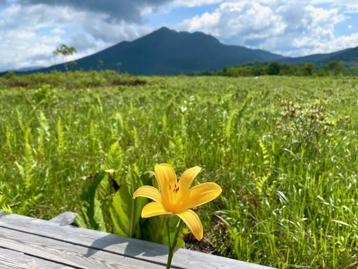 尾瀬の魅力を詳しく解説します！（群馬・福島・新潟）