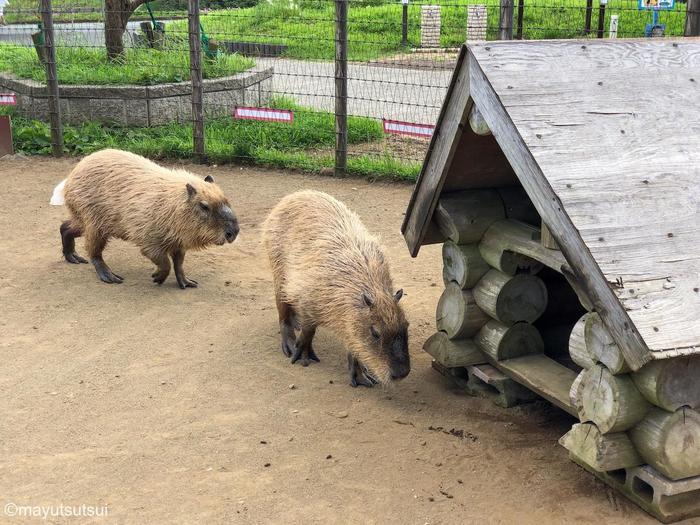 【千葉県／富津市】マザー牧場完全ガイド！見どころ・アクセス・お土産・グルメすべて紹介します