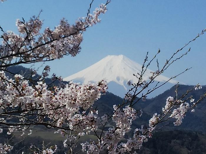 【お花見登山】桜満開のお伊勢山から岩殿山を縦走する日帰り山旅