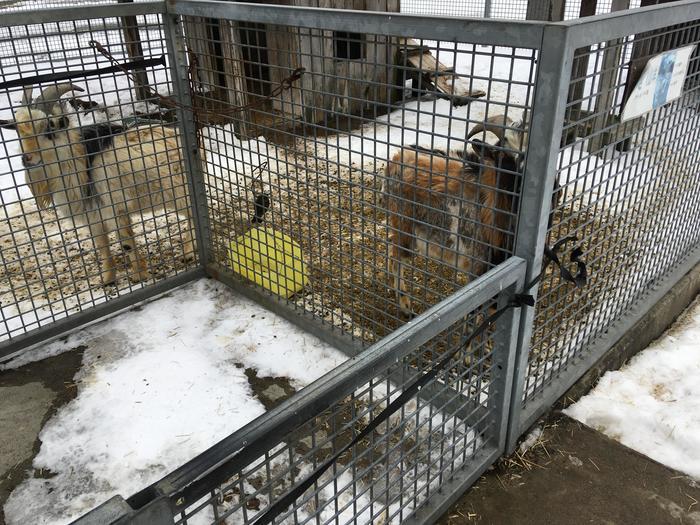 自然の絶景パノラマ！冬を感じる長野と群馬の旅