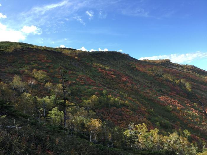 日本一早い紅葉！錦秋の北海道・大雪山ハイキング