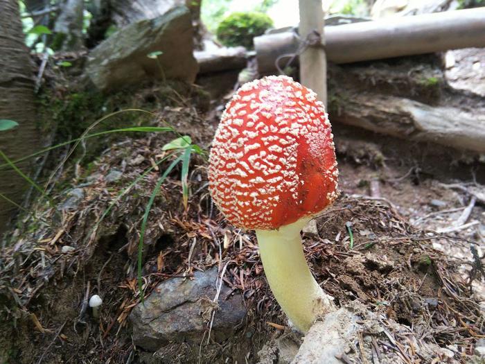 【山の日登山】標高3,000ｍ超えの眺望『北岳』2022年夏登山！！