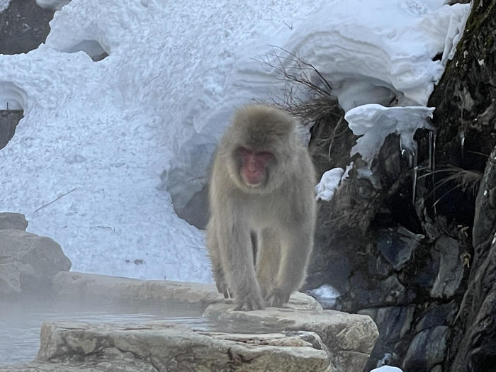 【長野】世界でここだけ！ニホンザルが温泉に入る地獄谷野猿公苑