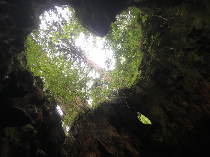 世界自然遺産の屋久島 「縄文杉」に会ってきました