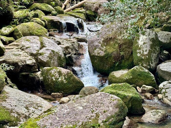 【鹿児島】ヤクスギランドは誰でも気軽に行ける自然植物園