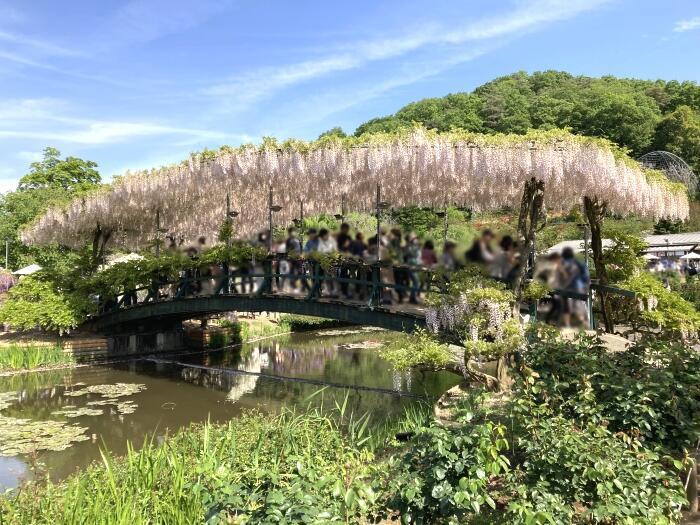 【栃木】樹齢約160年の大藤のライトアップがすごい！藤の楽園「あしかがフラワーパーク」の幻想的な夜の光景