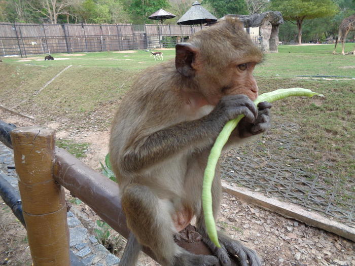 【タイ】1泊2日でパタヤの周辺を巡ってみよう