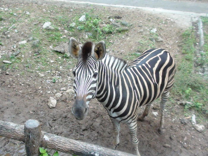 タイ・チェンマイ動物園でたくさんの動物と触れ合おう！
