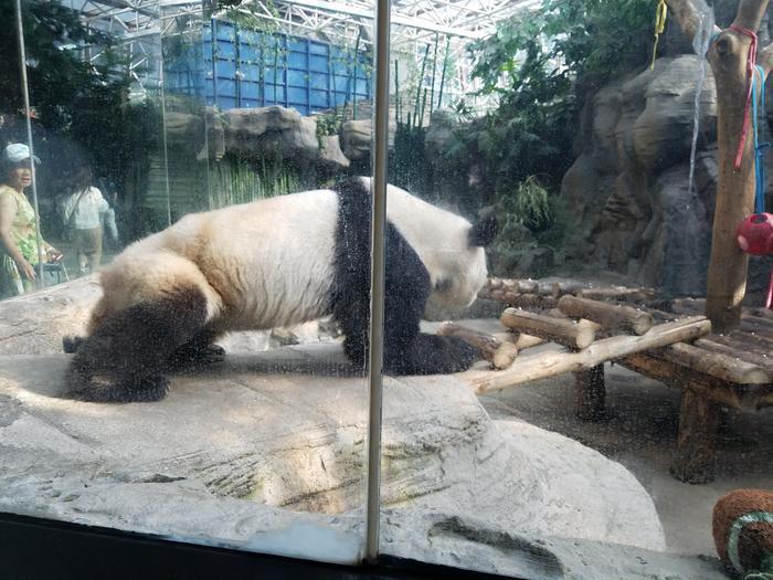 北京動物園のパンダに会いに行ってきた！