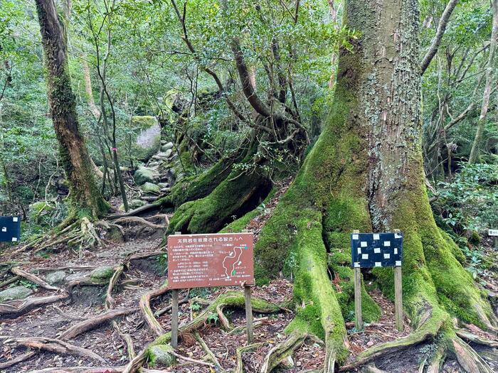 【鹿児島】屋久島の白谷雲水峡に行かれる方へ注意（2024年11月現在）