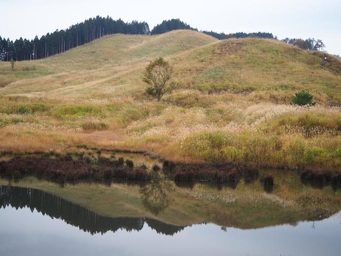 【兵庫県】砥峰（とのみね）高原へ黄金に煌めく「すすき」を見に行ってきました。