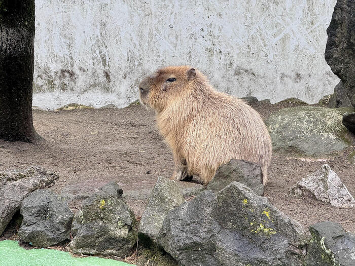 約48年ぶりの訪問！「九州自然動物公園アフリカンサファリ」園内レポート