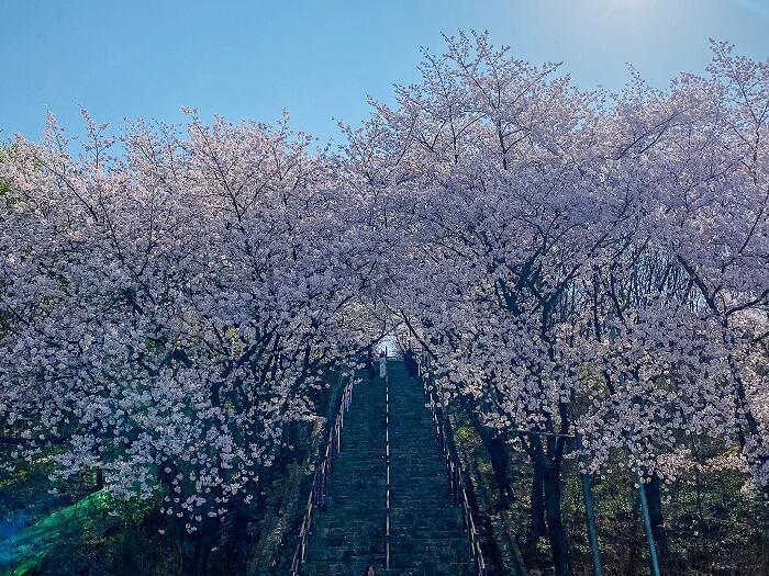 【韓国•大邱】お花見シーズンの大邱(テグ)で桜の名所に行ってきました