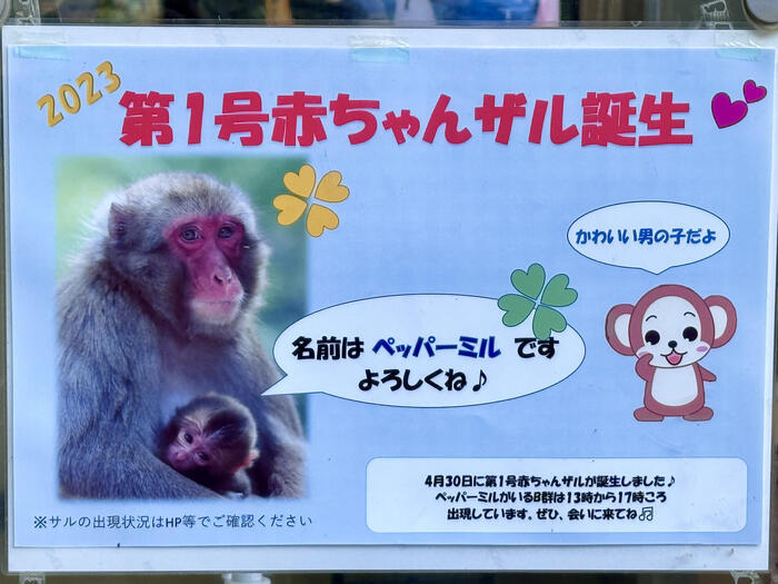 【大分】おサルさんの聖地でこんにちは！高崎山自然動物園