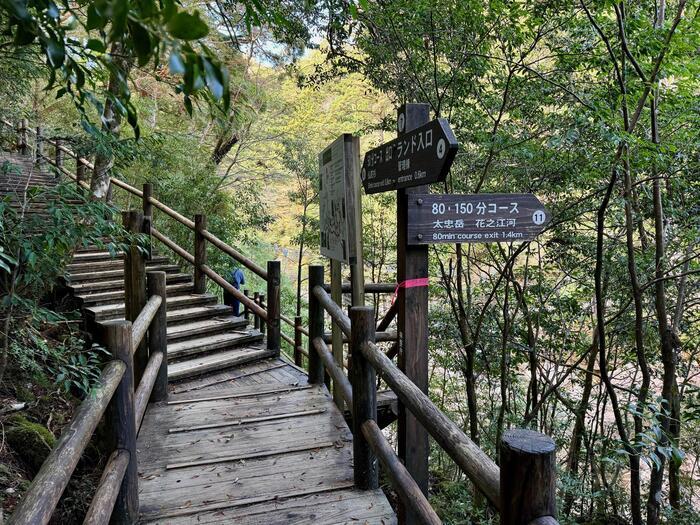 【鹿児島】ヤクスギランドは誰でも気軽に行ける自然植物園