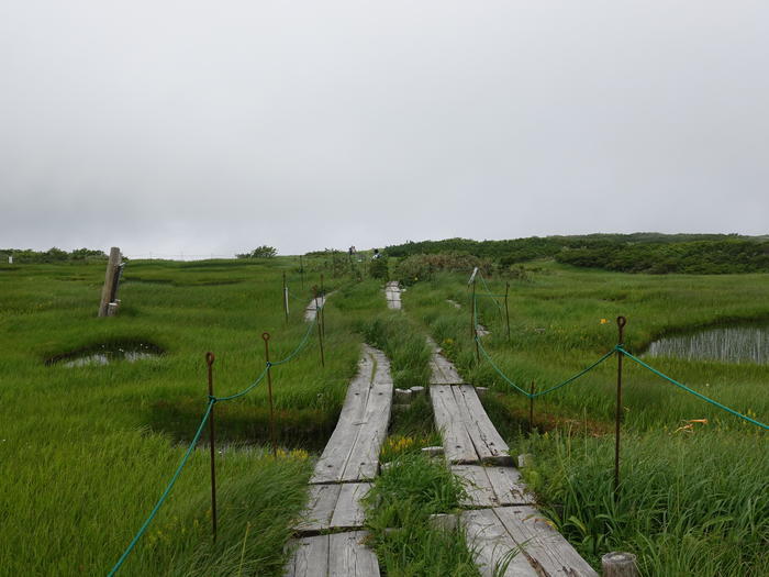 【山形】月山八合目・弥陀ヶ原湿原の歩き方