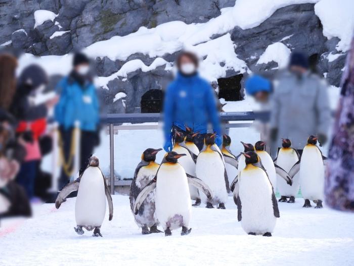 【北海道】冬季目玉イベント「雪の中のペンギンの散歩」！旭山動物園で銀世界の動物たちを楽しもう！