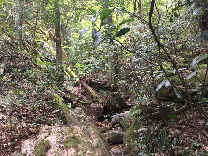 天上に建つ岐阜城！金華山登山も紅葉も見どころたくさん