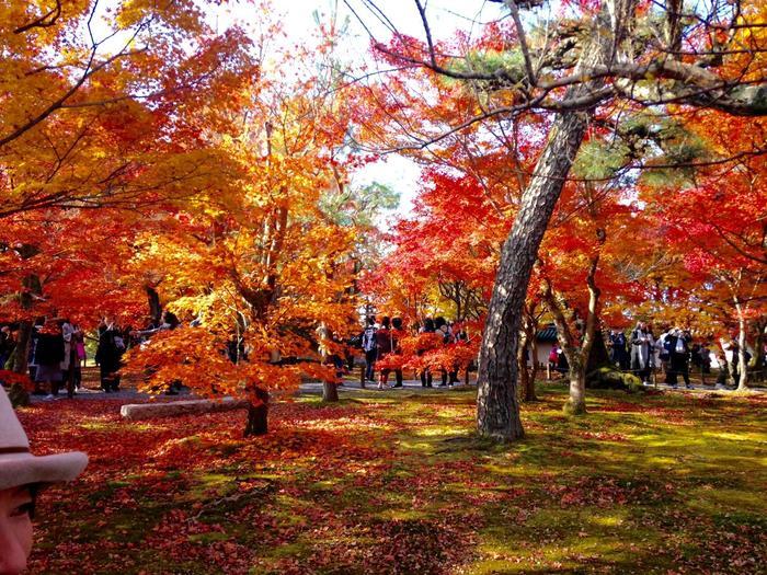 京都　東福寺の紅葉は、やはり圧倒的に美しかった。