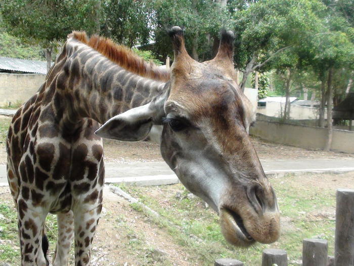 タイ・チェンマイ動物園でたくさんの動物と触れ合おう！