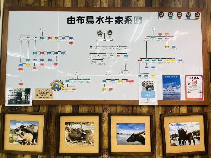 由布島「水牛に乗って島渡り!?由布島を水牛に揺られて散策しよう!!」
