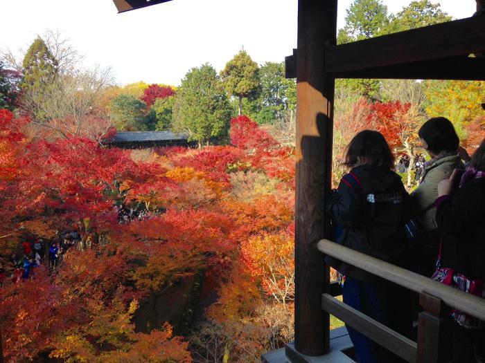 京都　東福寺の紅葉は、やはり圧倒的に美しかった。