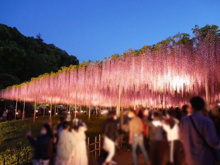 【栃木】樹齢約160年の大藤のライトアップがすごい！藤の楽園「あしかがフラワーパーク」の幻想的な夜の光景