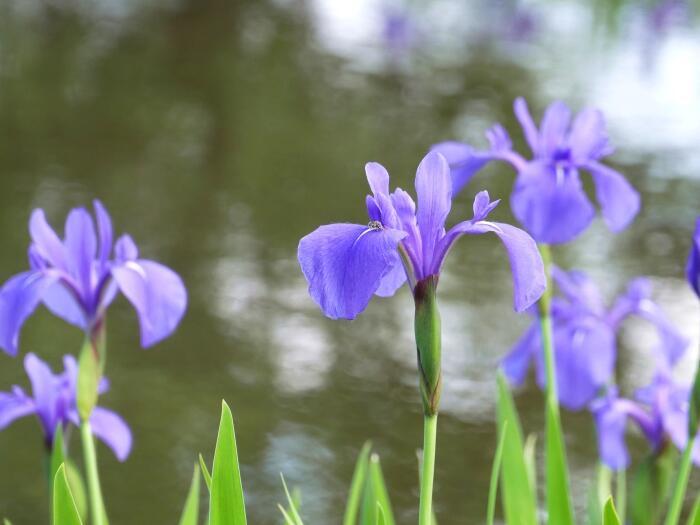 【東京】毎月楽しめる！都内最大の水郷公園「水元公園」の12か月