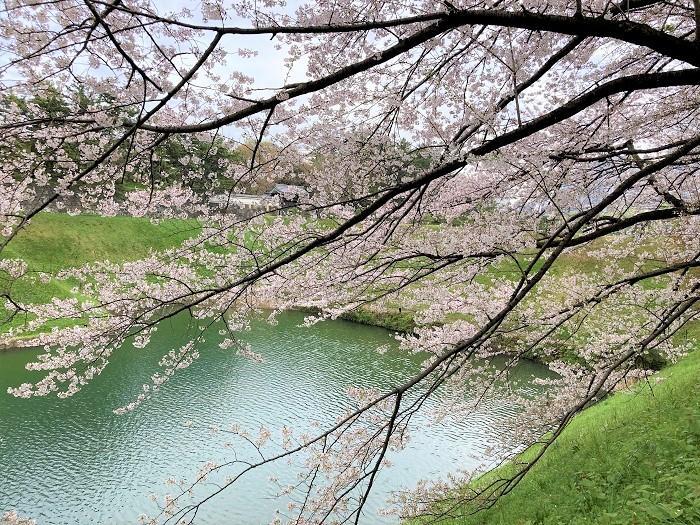 【千代田区】さくらまつりが4年ぶりに開催！千鳥ヶ淵緑道～ボート上から桜を愛でる